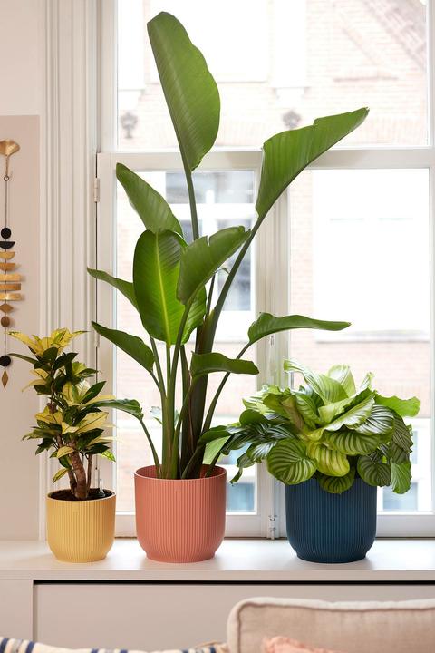 Image du produit Elho Vibes Fold (25 cm)