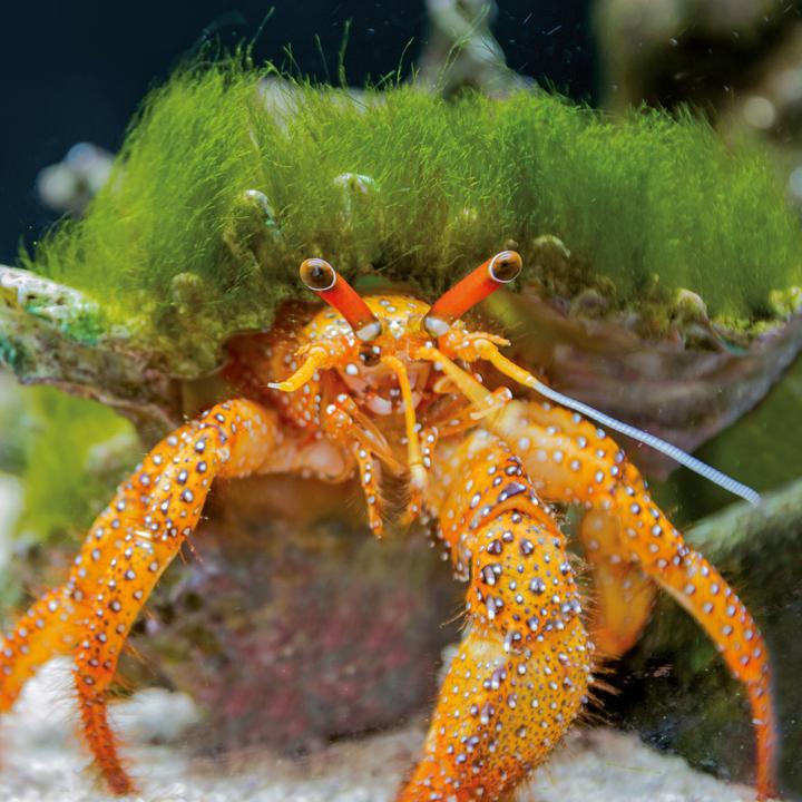 Produktbild Meerestiere 2026 (30 x 30 cm, Harter Einband, Deutsch, Spanisch, Französisch, Tschechisch, Polnisch, Niederländisch, Italienisch, Englisch)