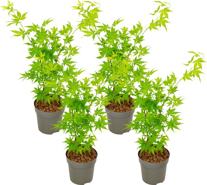 Produktbild Plant in a Box Acer palmatum 'Going Green' - Japanischer Ahorn (25 cm)