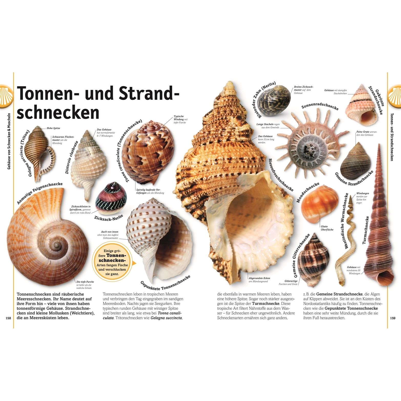 Thumbnail - Steine, Kinderbücher von Dan Green