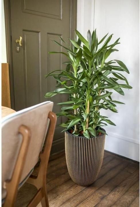 Produktbild Capi Tripp (46 x 58 cm)