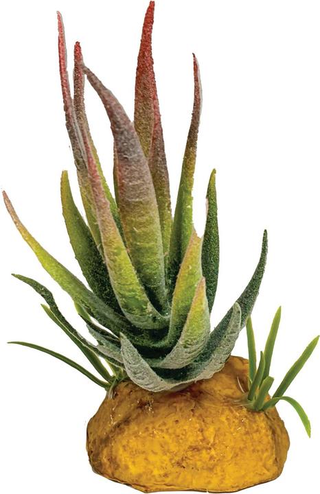 Repto Plant Plant Aloe Red Tip