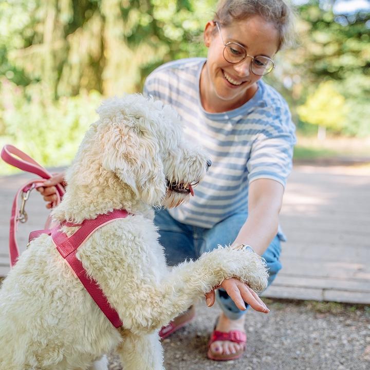 Actual product image Nobby Norwegian harness Classic Preno (L, M, Dog, General)