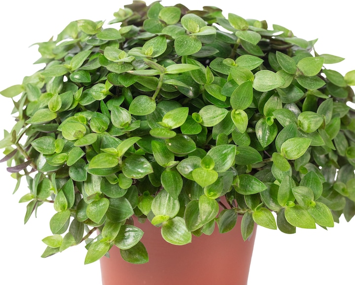 Immagine prodotto Flowerbox Kriechendes Schönpolster - Callisia Turtle "Smit Eden Elegance" (15 cm)