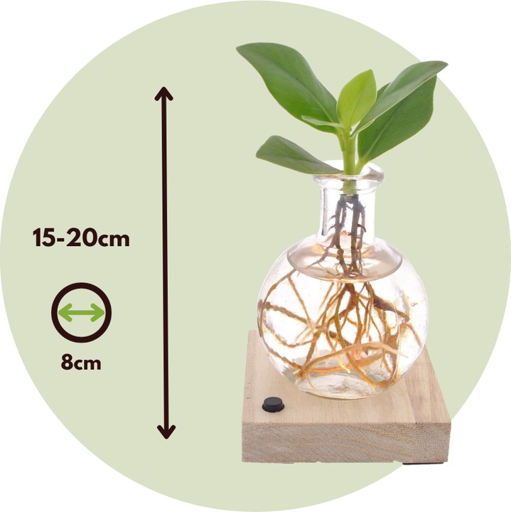 Actual product image Plant in a Box Clusia rosea Princess (20 cm)