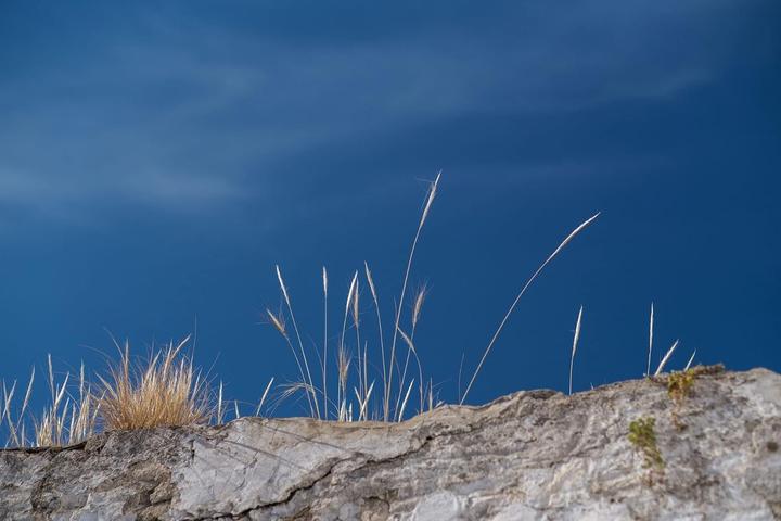 Image du produit Tokina atX M 56mm F14 Sony E A (Sony E, APS-C / DX)