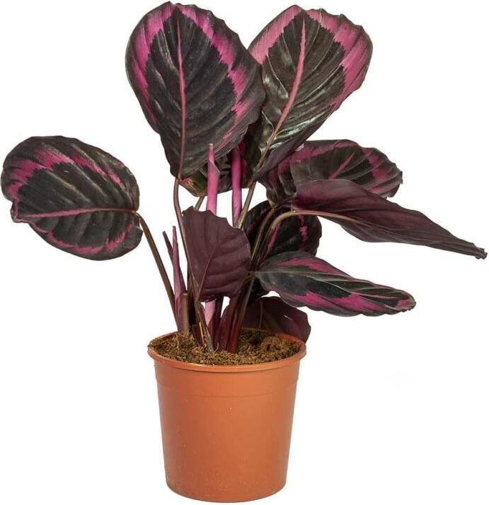 Plant in a Box Ctenanthe Burle-Marxii 'Amagris' - Korbmarante