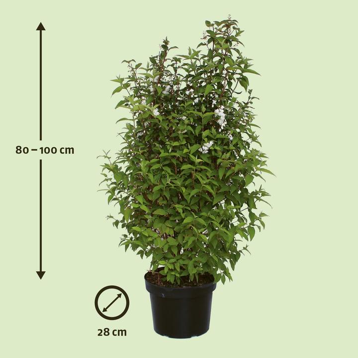 Produktbild Zulauf Deutzie / Deutzia c. 'Pride of Rochester' (100 cm)
