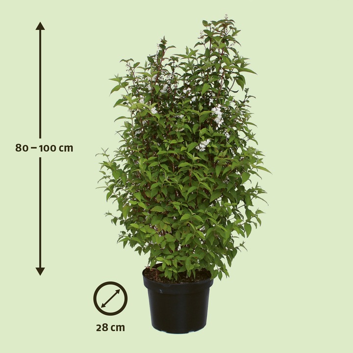 Produktbild Zulauf Deutzie / Deutzia c. 'Pride of Rochester' (100 cm)