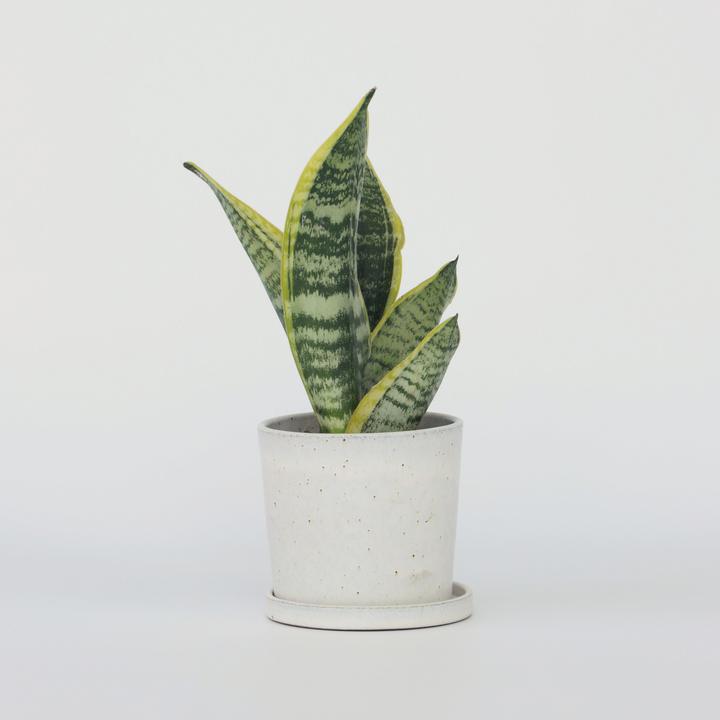 Actual product image Plant in a Box Sansevieria trifasciata 'Futura Superba' - Bow hemp (35 cm)