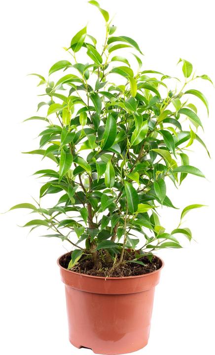 Actual product image Flowerbox Benjamin fig Natasja branched - height ca. 30 cm, pot-Ø 12 cm - Ficus benjamini (30 cm)
