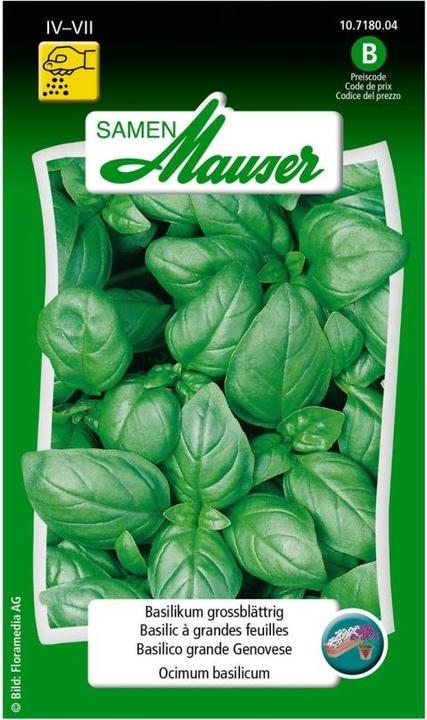 Produktbild Samen Mauser Basilikum grossblättrig (Kräutersamen)