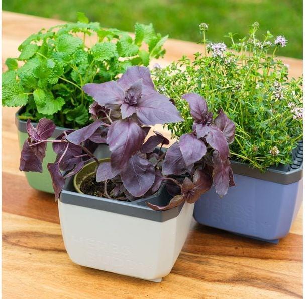 Actual product image Gusta Garden Herbs Buddy