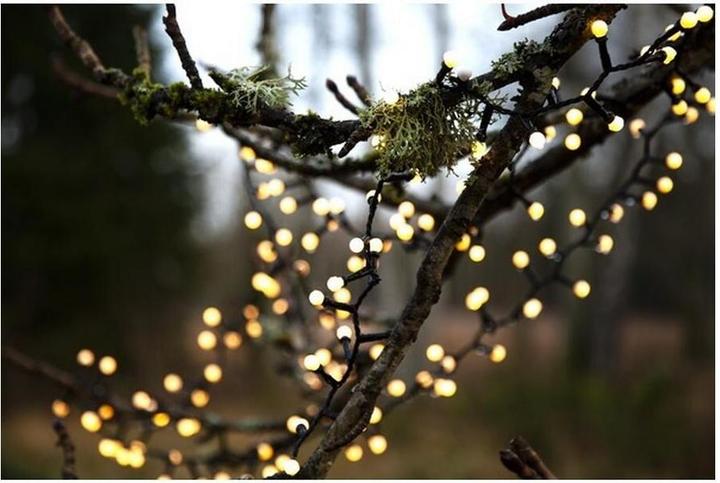 Actual product image Star Trading Berry Mini (19 m)