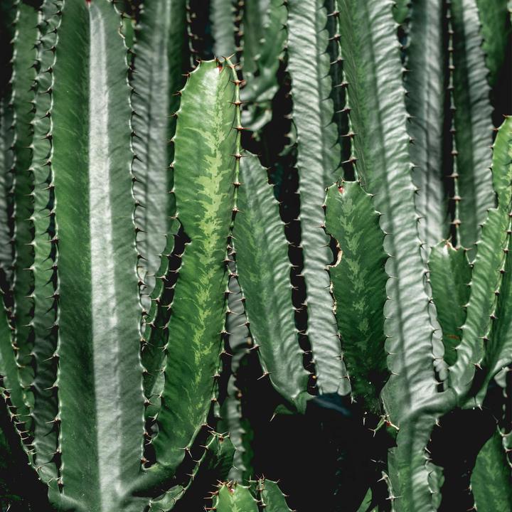 Produktbild Plant in a Box Euphorbia ingens - 2er Set Kandelaber Euphorbie Kaktus (50 cm)