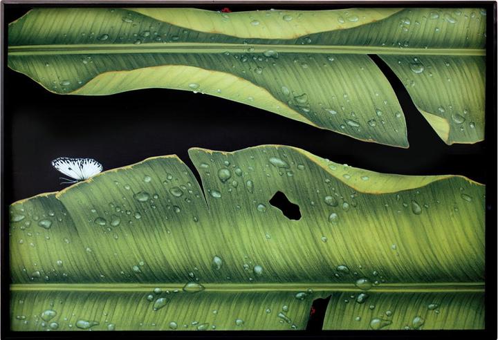 Taitù Freedom Tablett Foglie