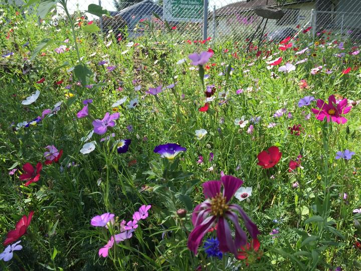 Image du produit Ökohum Bodensee Blütentraum Augenweide (Graines de fleurs)