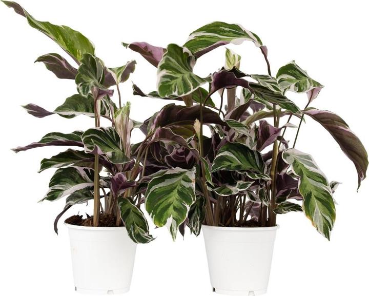 Produktbild Plant in a Box Calathea Lietzei “White Fusion” - 2er Set Korbmaranthe (30 cm)