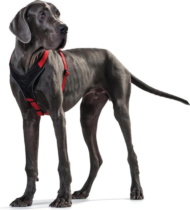 Actual product image Hunter Harness NeopreneNylon (S, Dog, Dog sport)