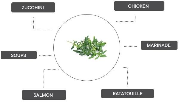 Produktbild Véritable Winter-Bohnenkraut BIO (Kräutersamen)