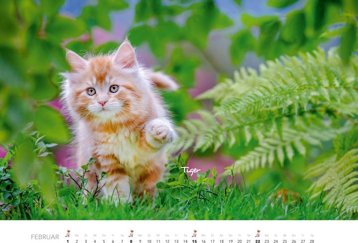 Produktbild Tierkinder auf dem Bauernhof Kalender 2026 (Harter Einband, Deutsch)