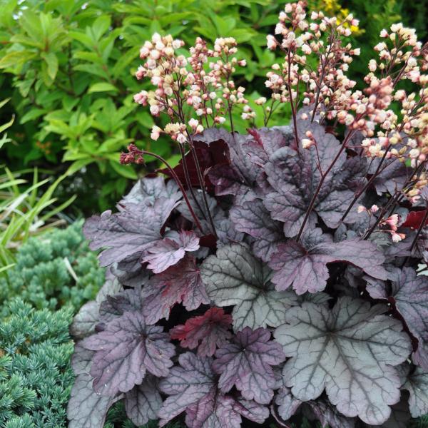 Produktbild Säntispracht Ein herbstblühendes Purpurglöckchen - Heuchera x brizoides 'Shanghai' (40 cm)