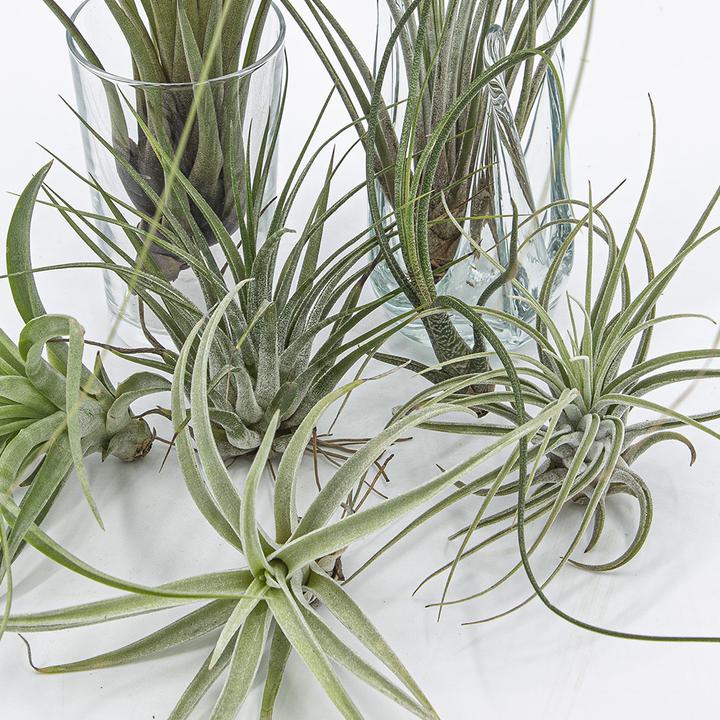 Produktbild Kakteen Gautschi Tillandsia-Set 1 (25 cm)