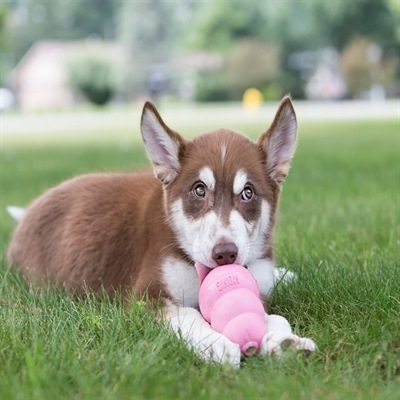 Actual product image KONG Puppy (Dog chew toy)
