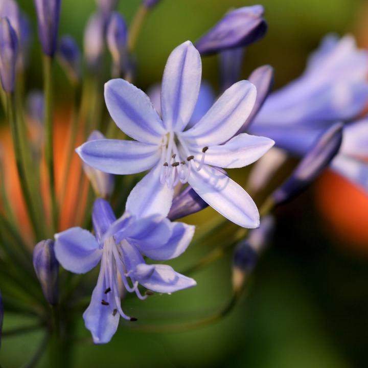 Produktbild Plant in a Box Agapanthus - 6er Set (10 cm)