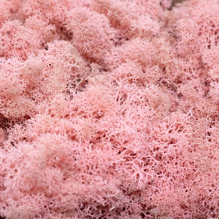 Actual product image Flowerbox Iceland moss