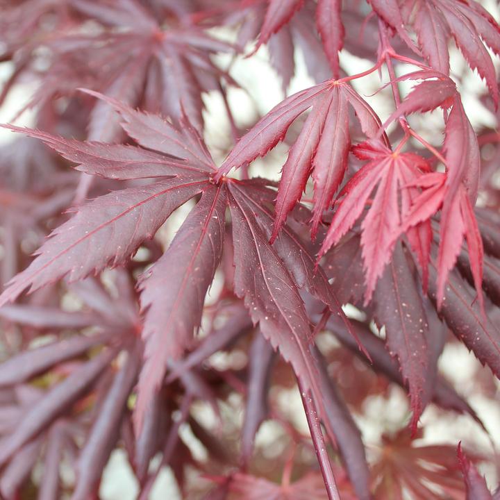 Immagine prodotto Zulauf Japanischer Fächer-Ahorn / Acer palmatum 'Trompenburg' (80 cm)