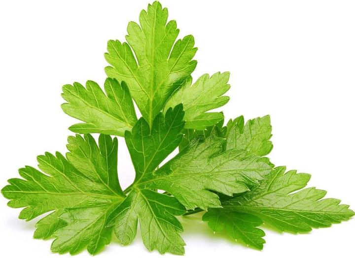 Click and Grow coriandolo (Semi di erbe)