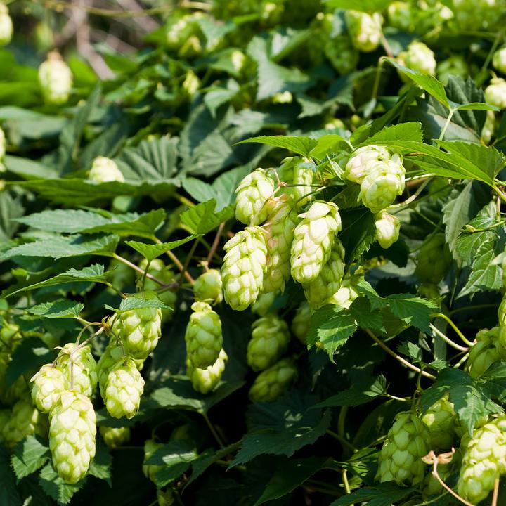Produktbild Sekoya Hopfen | Beruhigend und entspannend, für besseren Schlaf (90 Stück, Kapseln)
