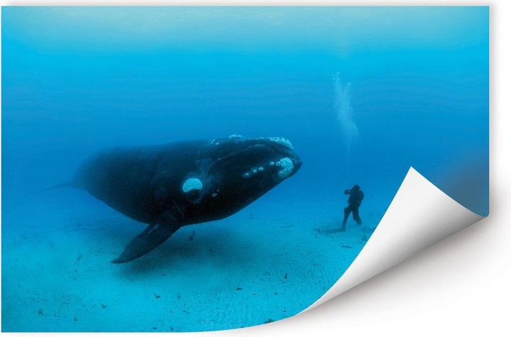 Produktbild National Geographic NG Wal mit Taucher (60 x 40 cm)