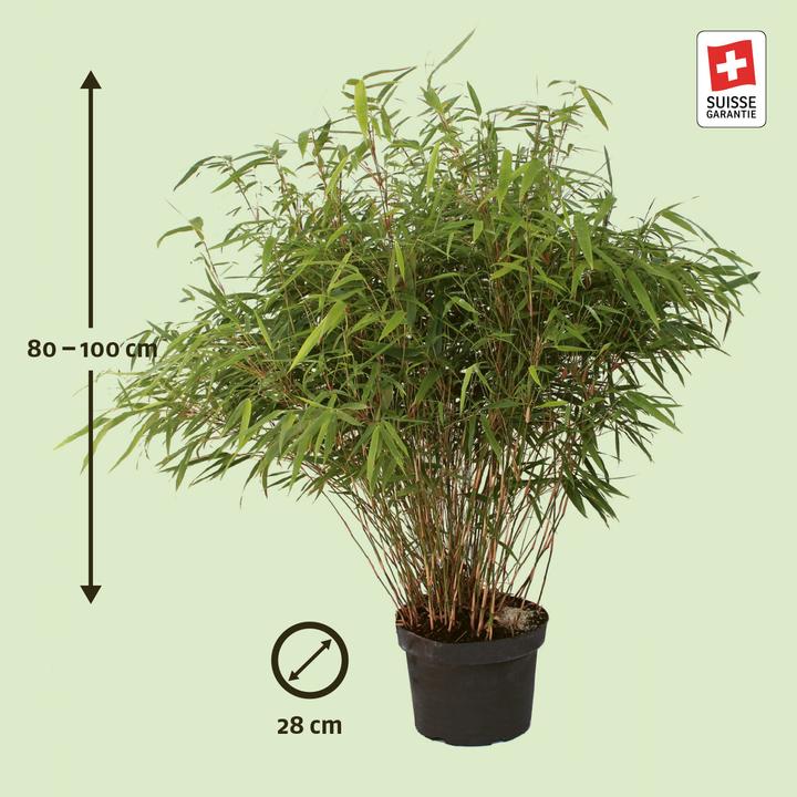 Produktbild Zulauf Garten-Bambus / Fargesia rufa (100 cm)