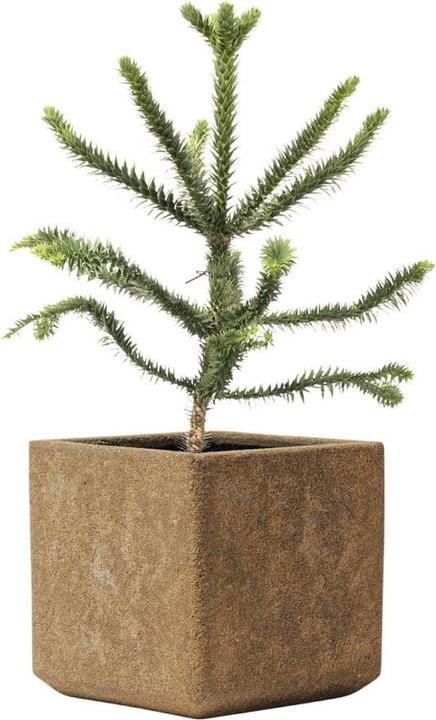 Image du produit Kirschke Rockline (25 cm)