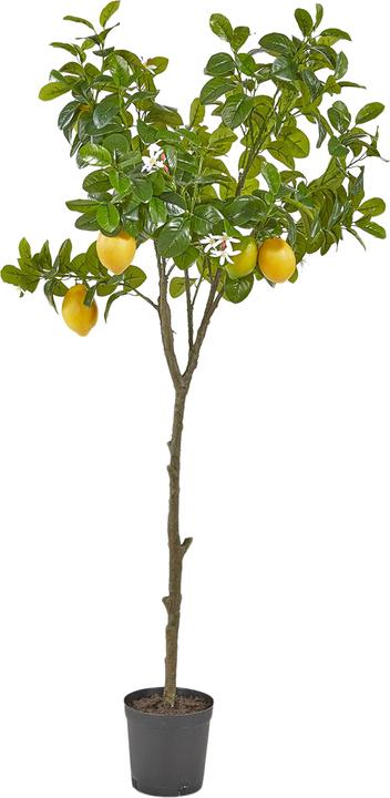 Produktbild Edg Orangenbaum H: 138 cm (138 cm)