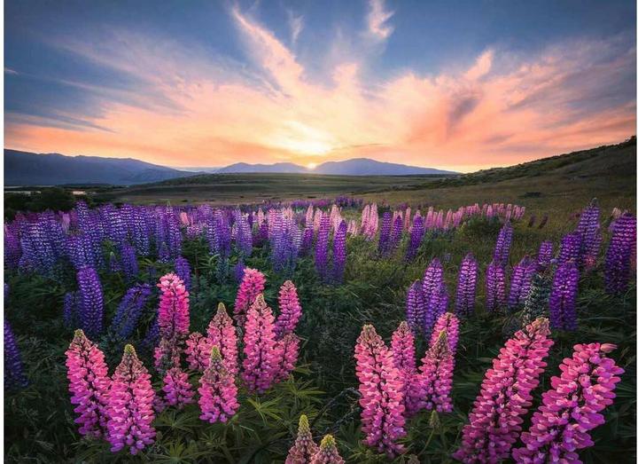 Immagine prodotto Ravensburger 17492 (500 pezzi)