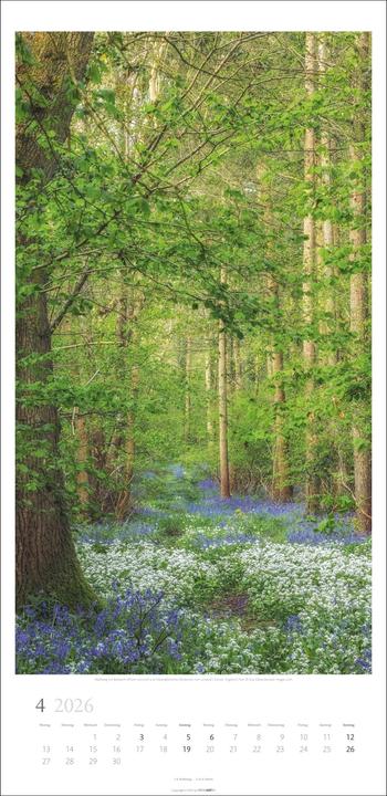 Produktbild Im Wald Kalender 2026 (33 x 68 cm, Harter Einband, Deutsch)