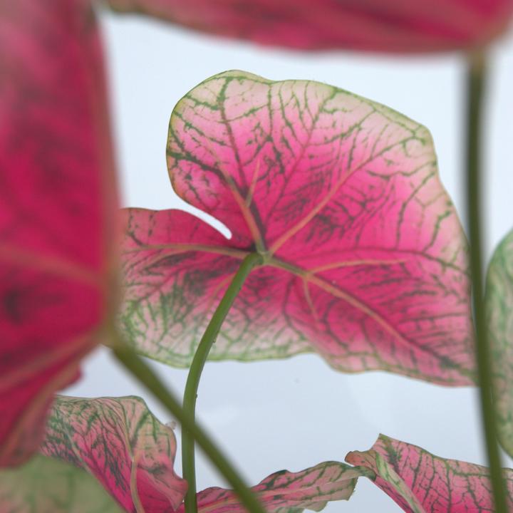 Immagine prodotto Plant in a Box Caladium - (60 cm)