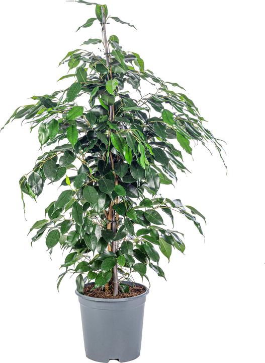 Flowerbox Birch fig - Ficus benjamini (110 cm)