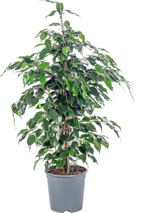 Actual product image Flowerbox Birch fig - Ficus benjamini (110 cm)