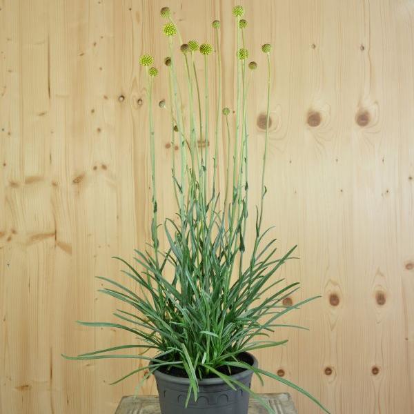 Produktbild Säntispracht 2 er Set, Der Trommelschlägel, die hervorragende Schnittblume - Craspedia globosa Golf Beauty (30 cm)