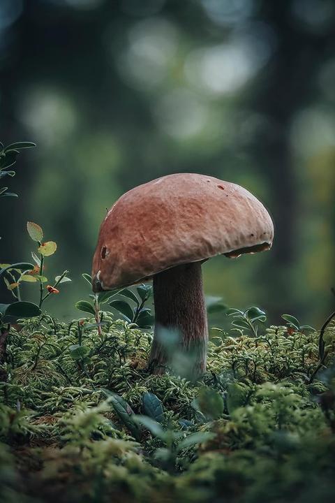 Produktbild OM System OM-5 (20.40 Mpx, 4/3)