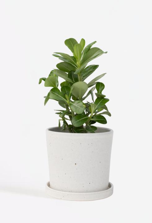 Produktbild Plant in a Box Adenium Obesum - Wüstenrose (25 cm)