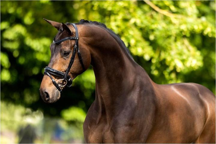 Image du produit BR Equestrian Equipment Kingston
