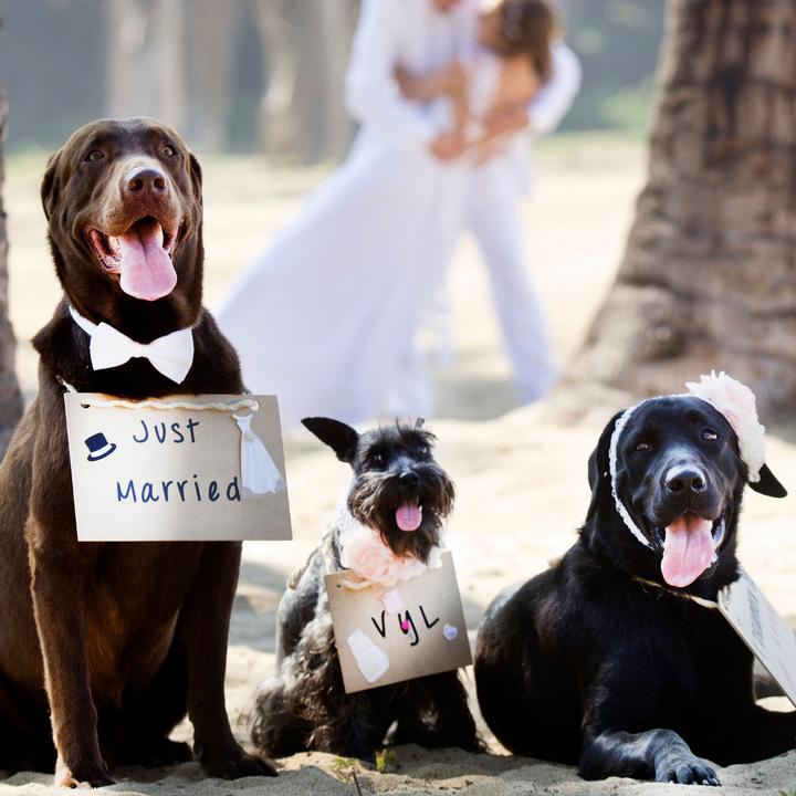 Actual product image Suba Set of 3 Dog Collars with Bow Tie (Dog life jacket)