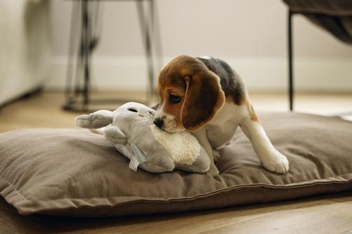 Immagine prodotto Beeztees Giocattoli da coccolare per cuccioli (Giochi per cuccioli)