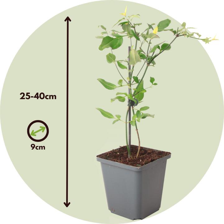 Produktbild Plant in a Box Jasminum x stephanense 'Starry Starry Summer Scent' - 3er-Set Jasmin (25 cm)