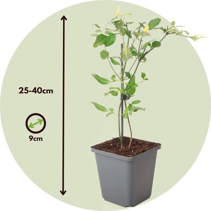 Actual product image Plant in a Box Jasminum x stephanense 'Starry Starry Summer Scent' - set of 3 jasmines (25 cm)